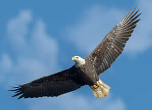 Flying Southern Bald Eagle Specie Wallpaper