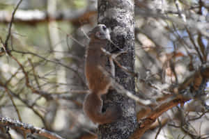 Flying Squirrel Clingingto Tree Wallpaper