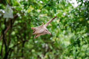 Flying Squirrel Mid Glide Wallpaper