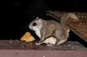 Flying Squirrel Midnight Snack Wallpaper