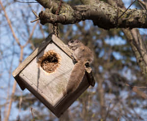 Flying Squirrel Nesting Box Wallpaper