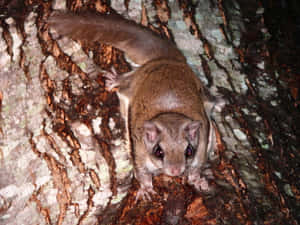 Flying Squirrel On Tree Bark.jpg Wallpaper