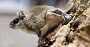 Flying Squirrel Perchedon Tree Bark Wallpaper