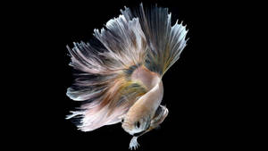 Focus Beautiful Fish Betta Wallpaper