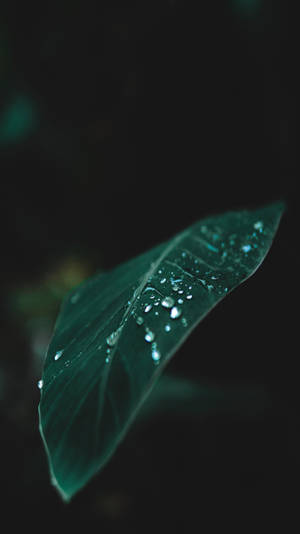 Focus Shot Banana Leaf With Droplets Wallpaper