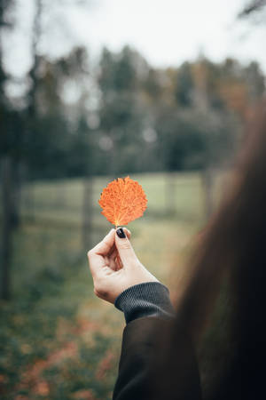 Focus Woman Holding Autumn Leaf Wallpaper