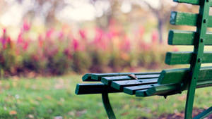 Focused Green Bench Wallpaper