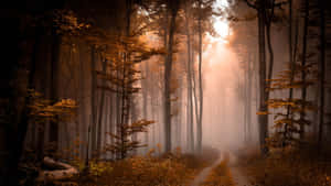 Foggy Aesthetic Forest Sunset Wallpaper