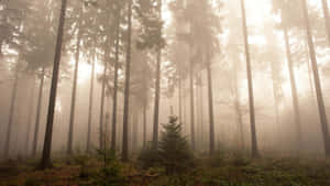 Foggy Aesthetic Spooky Forest Wallpaper