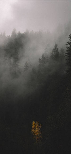 Foggy Forest Iphone Ios 10 Wallpaper