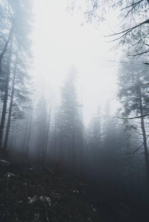 Foggy Forest Near Zero Visibility Wallpaper