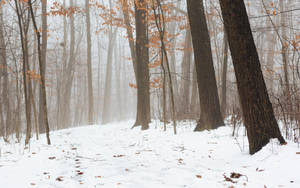 Foggy Forest With Snow-covered Ground Wallpaper