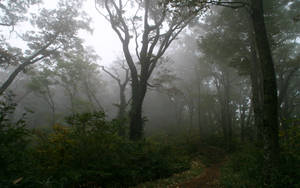 Foggy Forest With Subtle Dirt Path Wallpaper