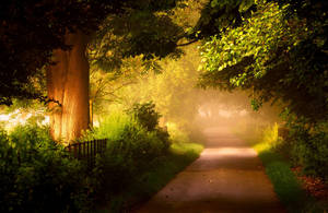 Foggy Forest With Sunny Pathway Wallpaper