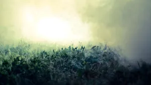 Foggy Morning Depth Effect Wallpaper