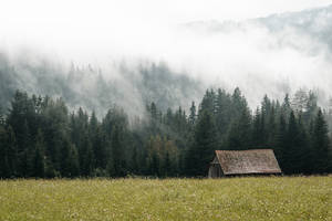 Foggy Nordic Forest Wallpaper