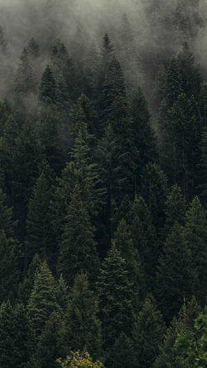 Foggy Pine Forest Iphone Wallpaper