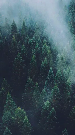 Foggy Pine Trees With Nature Aesthetic Phone Wallpaper