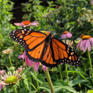 Follow The Instinct - Witness The Spectacular Butterfly Migration Wallpaper