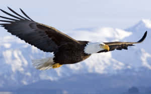 Follow Your Path With American Eagle Wallpaper