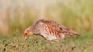 Foraging Partridgein Grassland.jpg Wallpaper