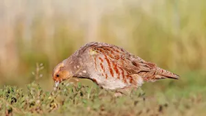 Foraging Partridgein Grassland.jpg Wallpaper