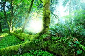 Forest Background Moss Wallpaper