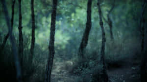 Forest Depth Effect Blur Wallpaper