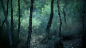 Forest Depth Effect Blur Wallpaper