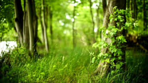 Forest Depth Effect Wallpaper