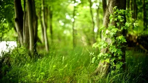 Forest Depth Effect Wallpaper