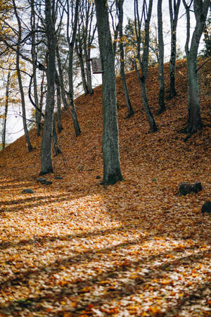 Forest During Fall In Lithuania Wallpaper