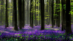 Forest Floor Hyacinth Flowers Wallpaper