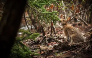 Forest_ Hare_ Amidst_ Foliage.jpg Wallpaper