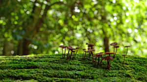 Forest_ Mushrooms_on_ Mossy_ Ground Wallpaper