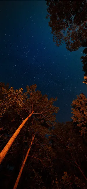 Forest Night Sky Aesthetic Iphone 11 Wallpaper