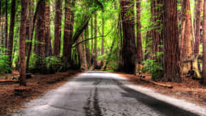 Forest Road Depth Effect Wallpaper