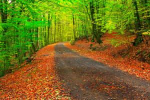 Forest Road During Early Fall Wallpaper