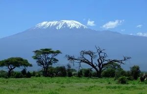 Forest Sanctuary At Mount Kilimanjaro Wallpaper