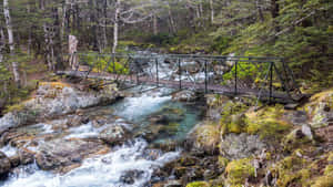 Forest Stream Bridge Landscape Wallpaper