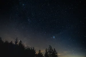 Forest Under A Starry Night Wallpaper