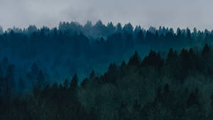 Forest View With Mist Wallpaper