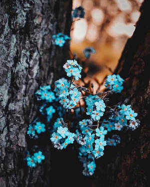 Forget Me Not Flower In Trees Wallpaper