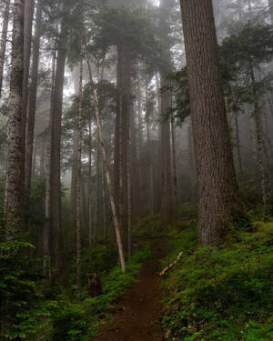 Forks Washington Foggy Forest Wallpaper