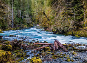 Forks Washington Forest With River Wallpaper