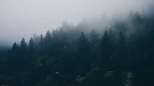 Forks Washington Mountain Trees Wallpaper