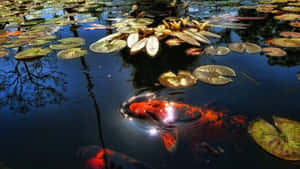 Fortune Koi In The Pond Wallpaper