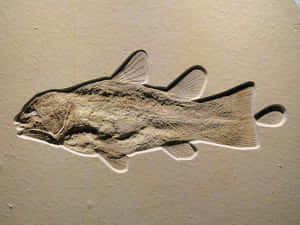 Fossilized Coelacanth Fish Wallpaper