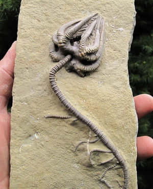 Fossilized Crinoid Echinoderm Specimen Wallpaper