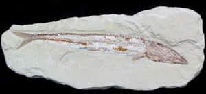 Fossilized Fish Specimen Wallpaper